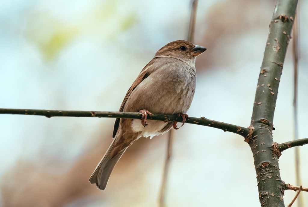 A Nightingale and a Cuckoo